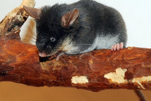 Вьетнамская роющая соня Typhlomys chapensis Osgood на ветке дерева / moscowzoo.ru