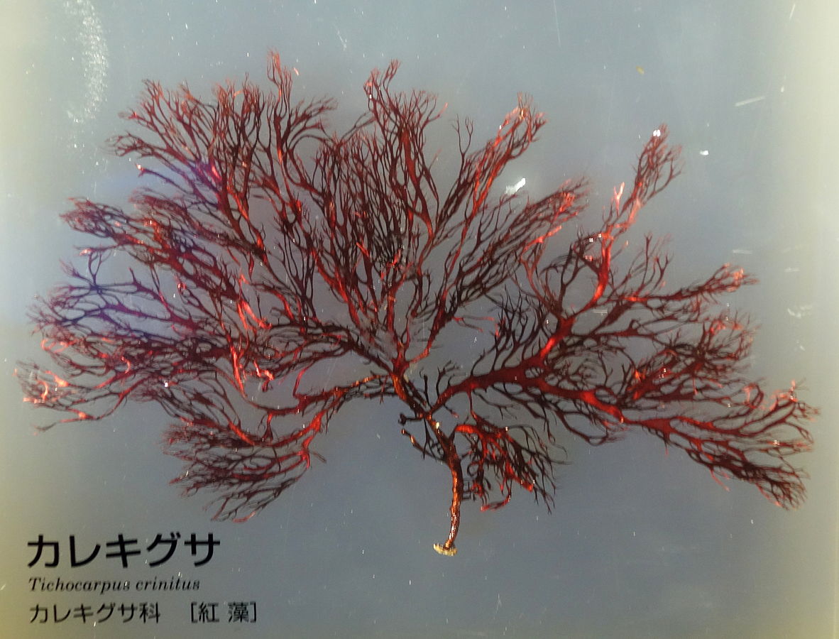 Tichocarpus crinitus/Экспонат из Национального музея природы и науки, Токио, Япония