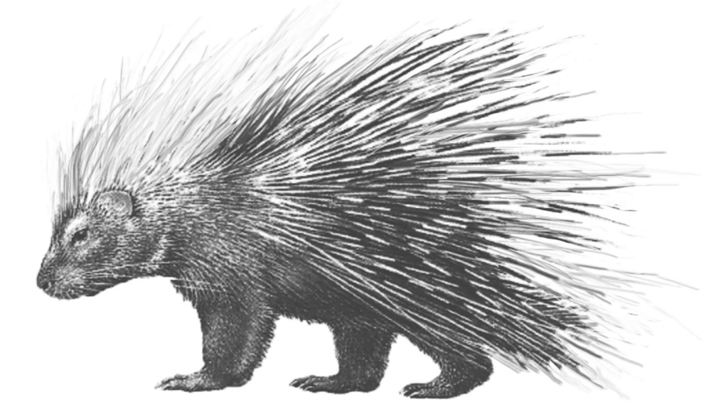 Реконструкция внешнего вида Hystrix refossa Gervais, 1852. Источник: paleo.ru