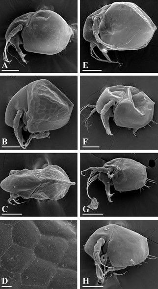 Bosminopsis deitersi Richard, 1895 из Бразилии (A-E), Bosminopsis sp. из провинции Каласин (F), Нонг Кхай (G-H) в Таиланде. Источник: Garibian et al. / PeerJ, 2021