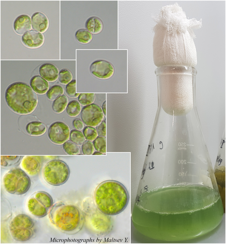 Микрофотографии клеток водоросли Coelastrella multistriata и внешний вид культуры