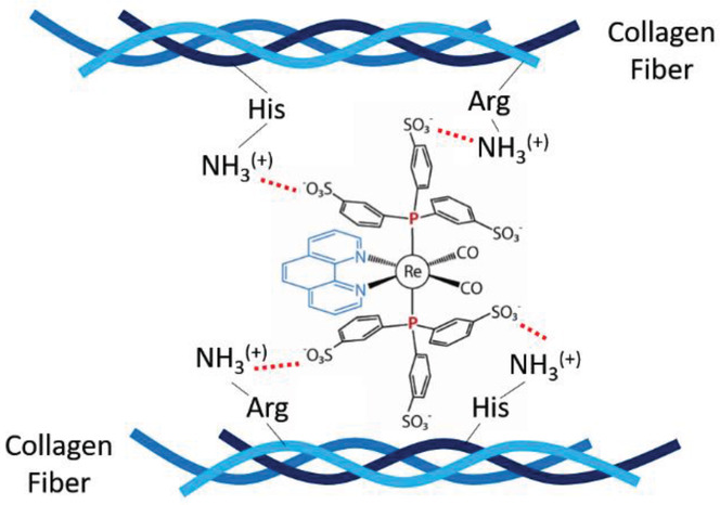 Предполагаемый механизм связывания комплекса рения с коллагеном. Источник: Wu et al. / Advanced Science, 2021